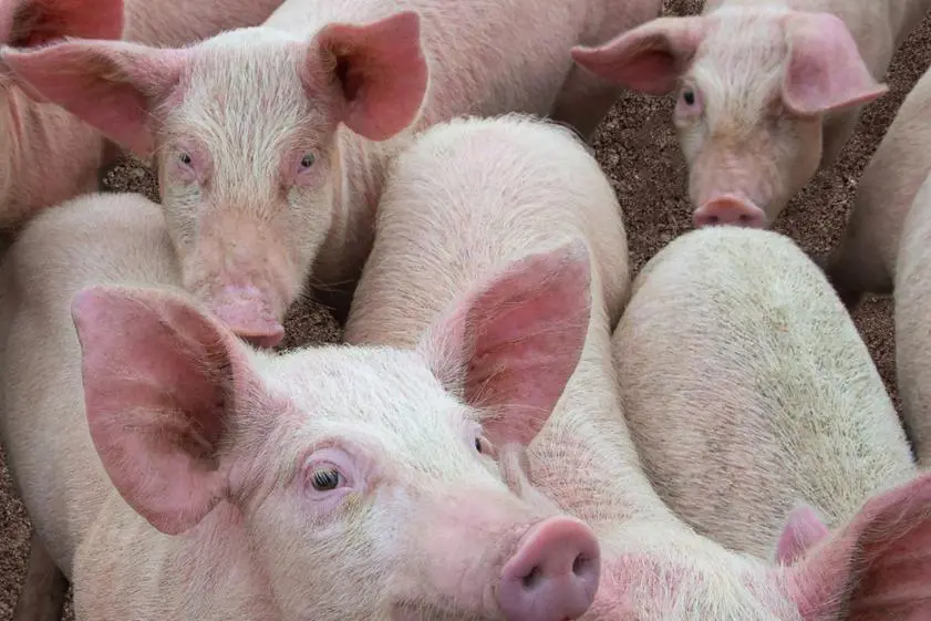 La Prefettura di Varese indica i comportamenti da adottare in caso di insorgenza di focolai di Peste suina africana (PSA)