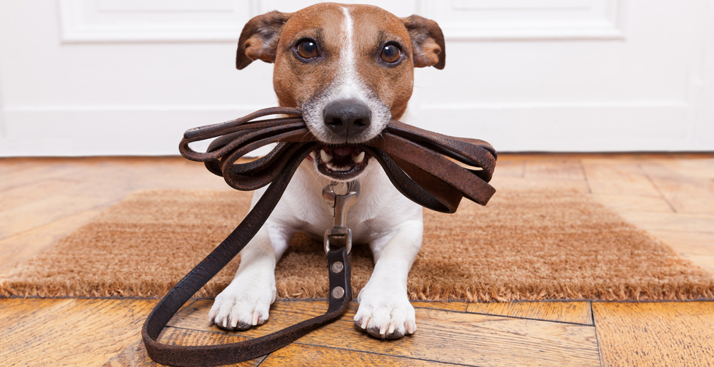 Immagine che raffigura Da lunedì 15 settembre in vigore la nuova ordinanza per i proprietari di cani