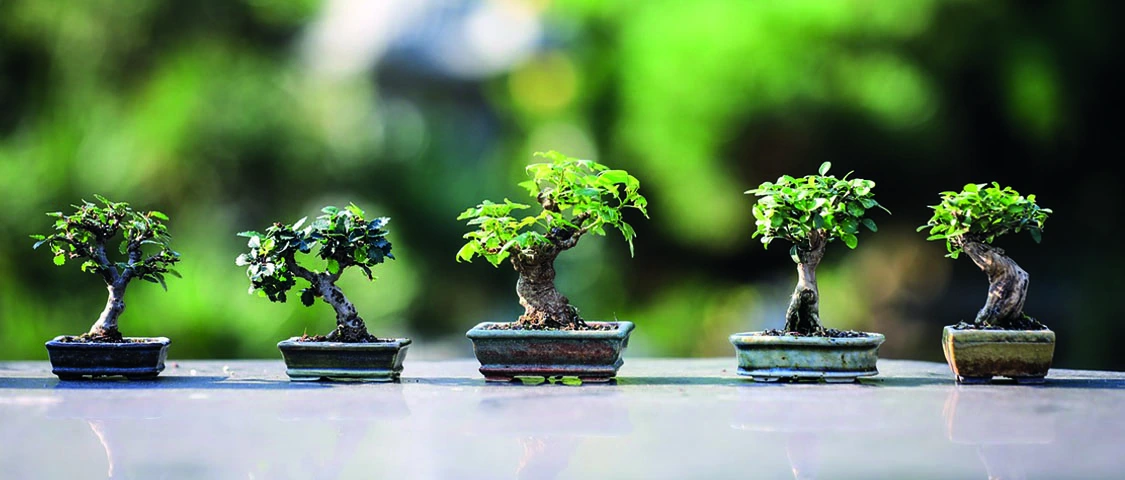 Il 10 e 11 maggio al via la XXXI edizione della mostra che svela i segreti dell'arte orientale del bonsai
