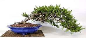 bonsai di rosmarino