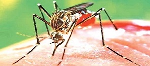 disinfestazione zanzare e insetti volanti