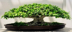 Preziosi consigli per crescere accudire un bonsai